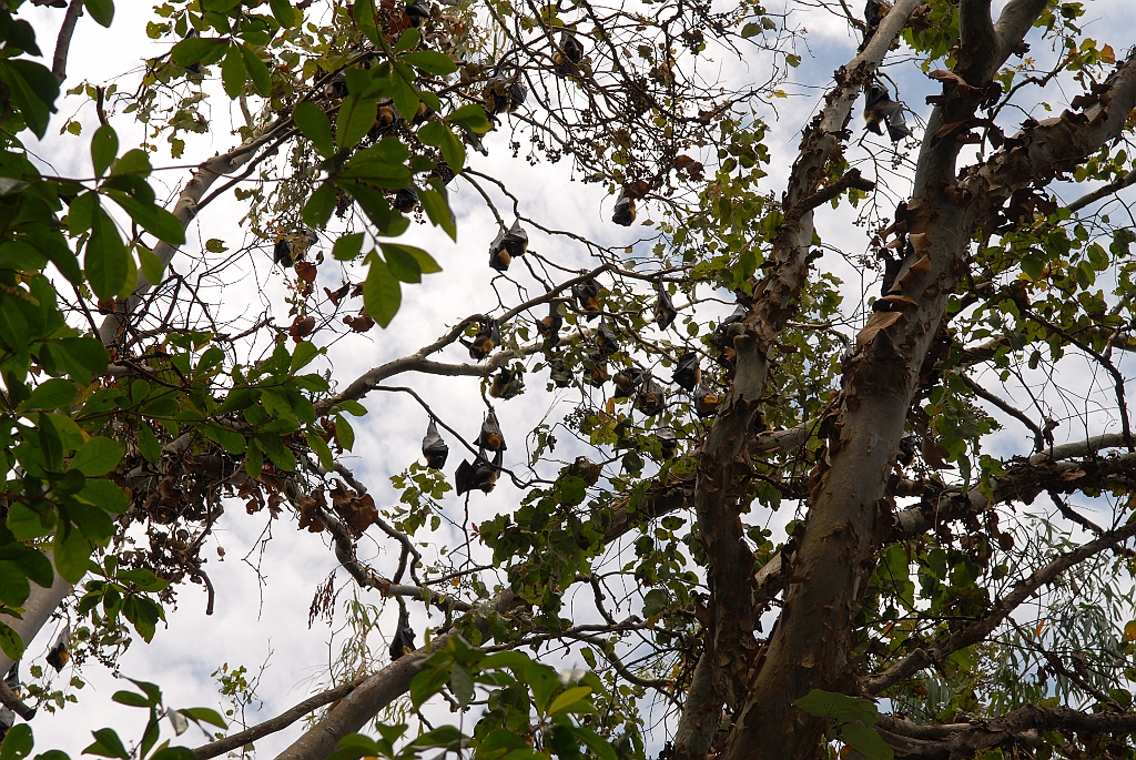 0797 Wildlife Habitat Port Douglas.jpg